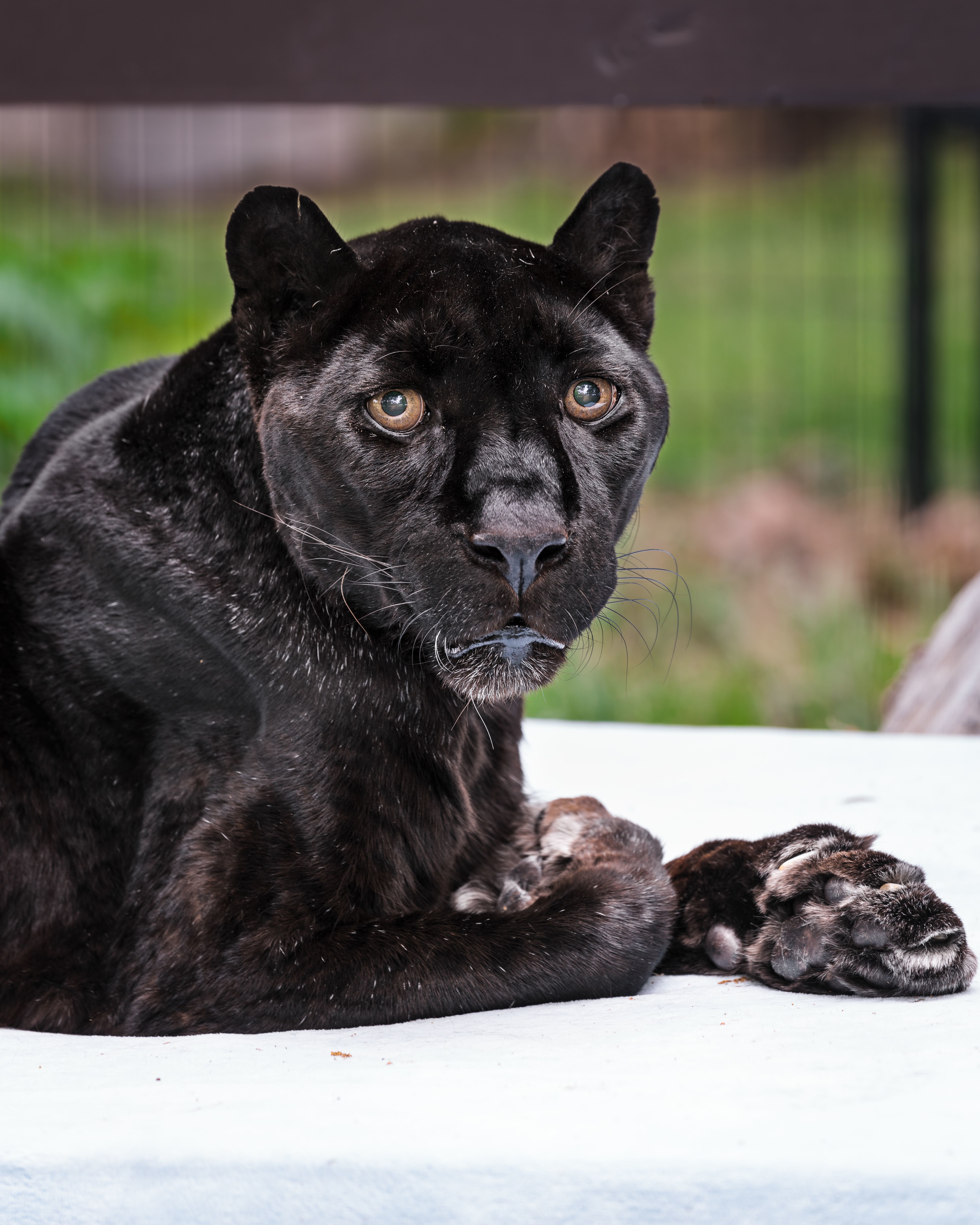 Rescued black leopard dies; wildlife officials yet to determine cause of  death