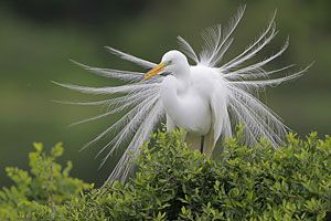 Beak of the Week: Great Egret