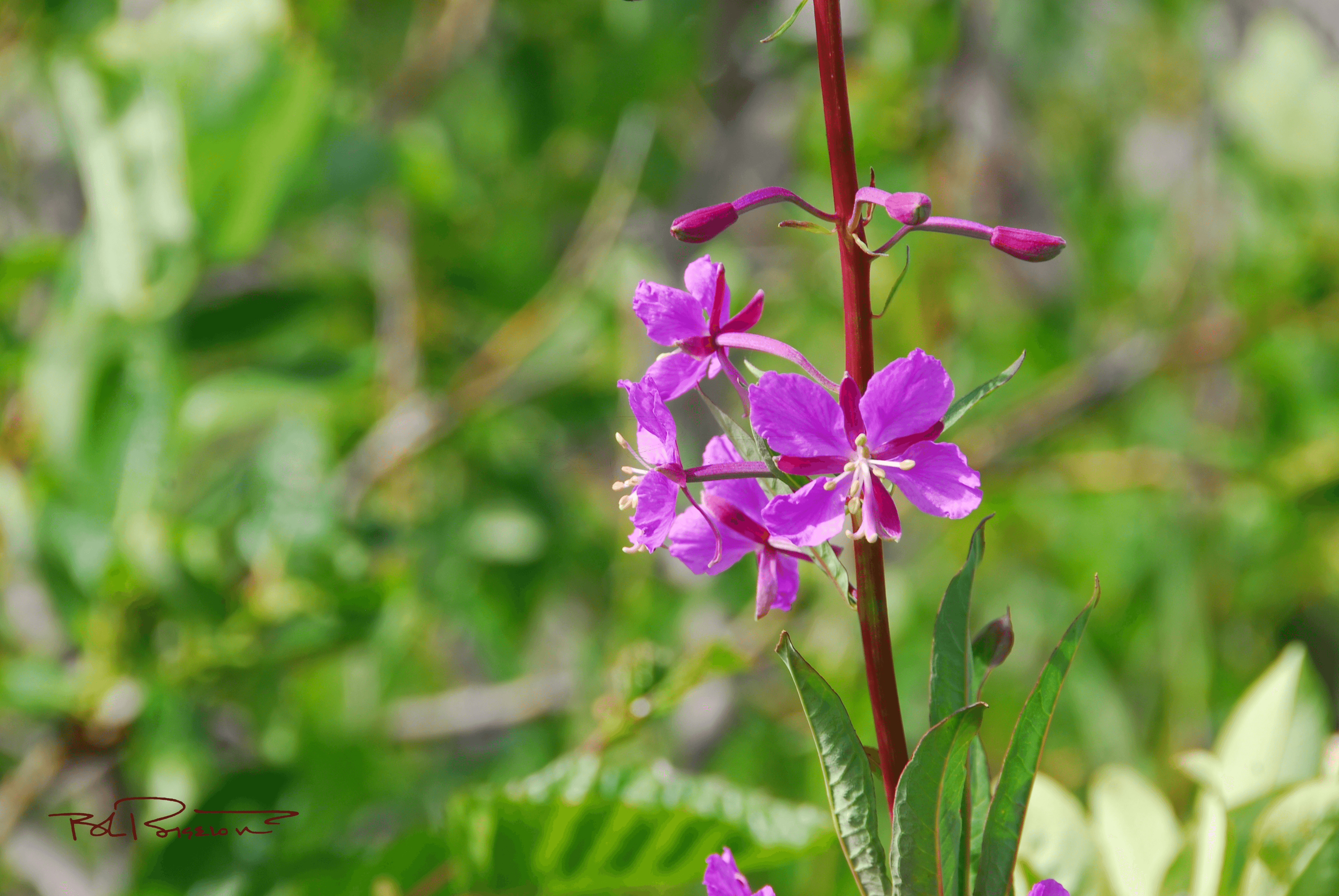 Fireweed Stalk 2