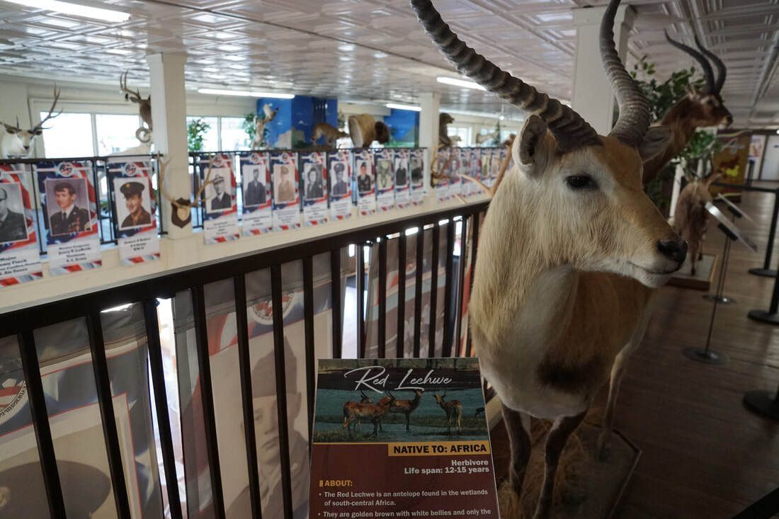 Taxidermy Red Lechwe at Lattimore Collection, General Tommy Franks Museum