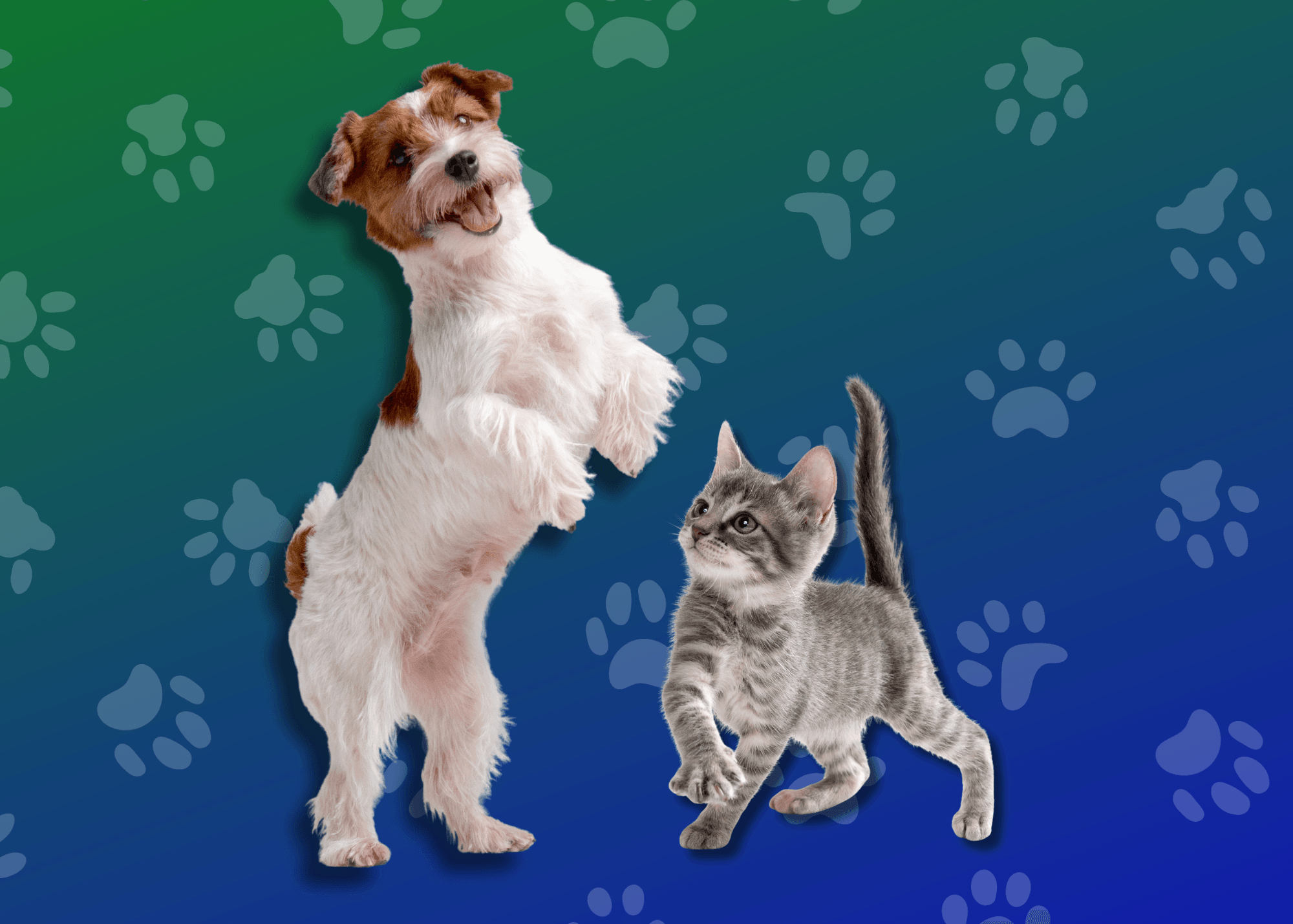 Together 4 Tails 2026