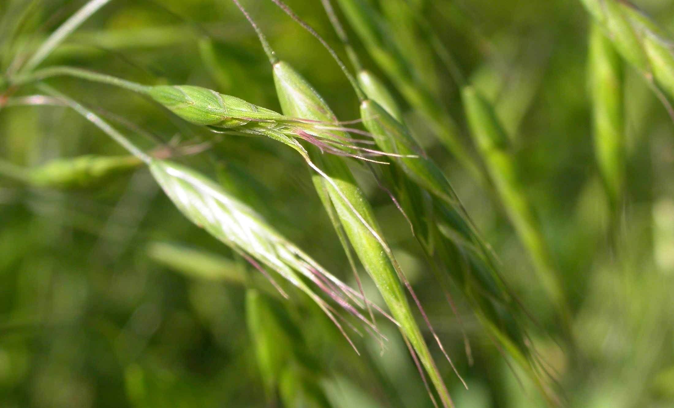 Japanese Brome