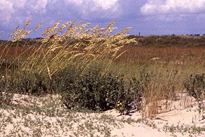 Sea Oats