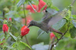 Buff-bellied Hummingbird