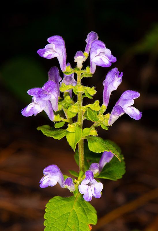 Heartleaf Skullcap