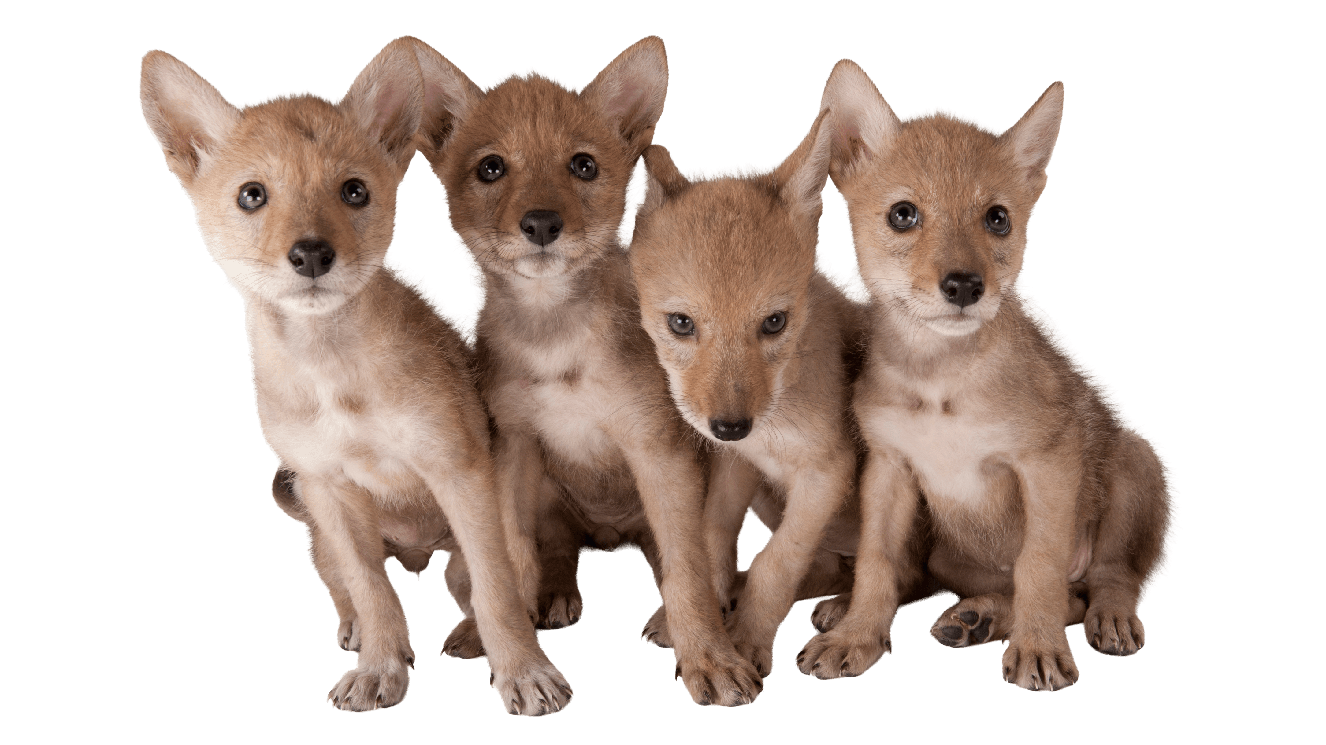 Coyote Puppies Orphaned Nebraska Wildlife Rehab