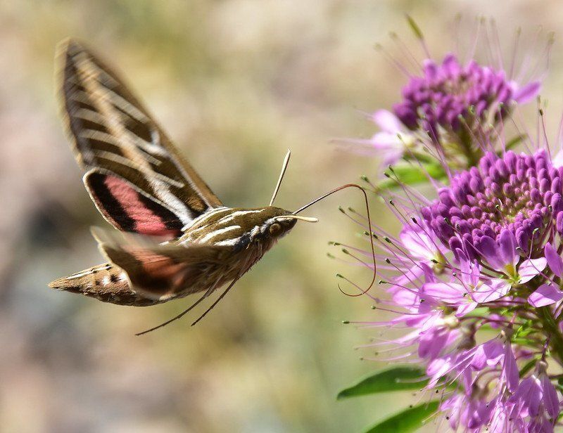 large moth drinking from a flower