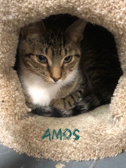 Amos