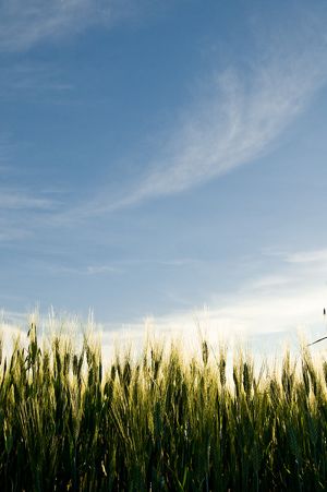 green hay field under blue sky