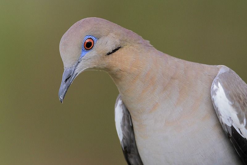 white dove wings