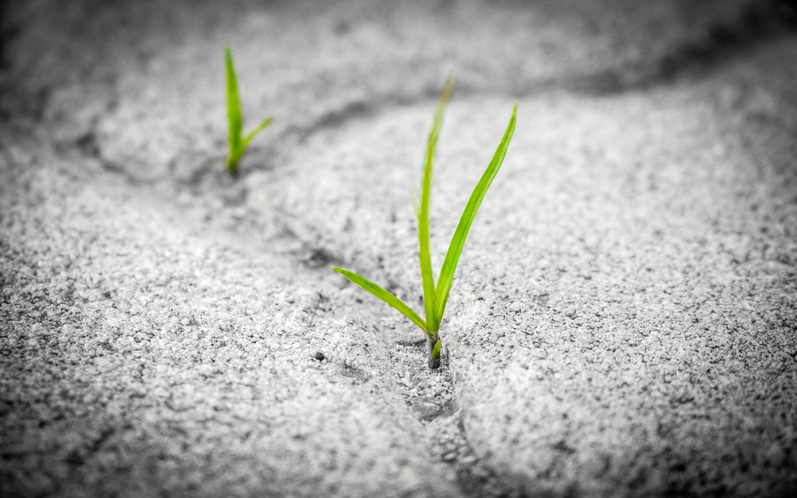 green plants sprouting from gray rocky surface