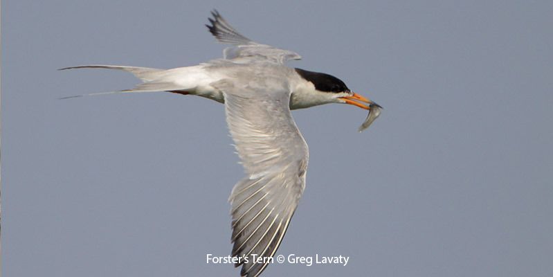 Forster’s Tern