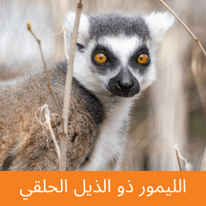 ring-tailed lemur