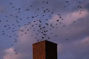 Chimney Swifts