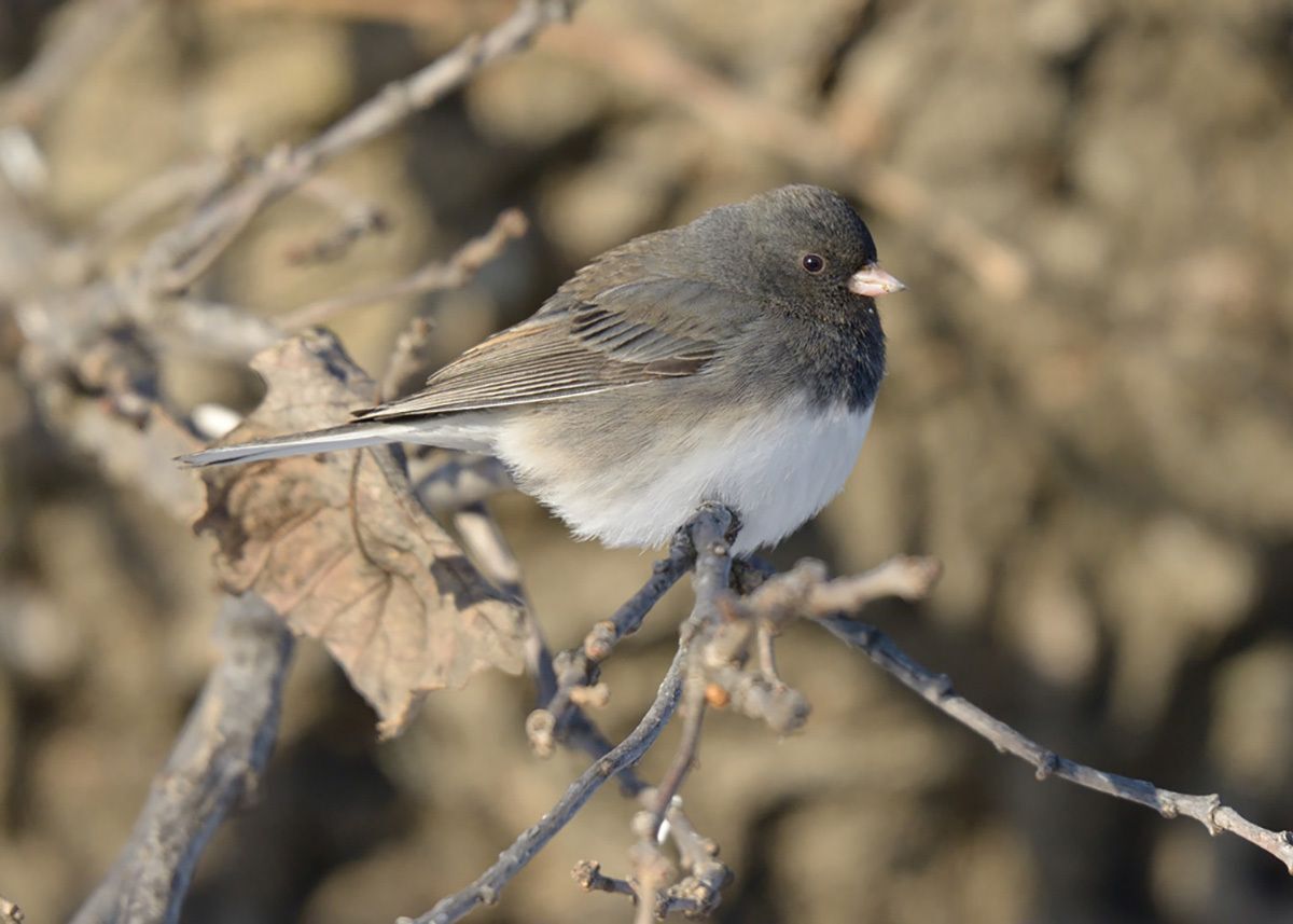 As winter settles in, birds do, too: How to see more birds in November and December