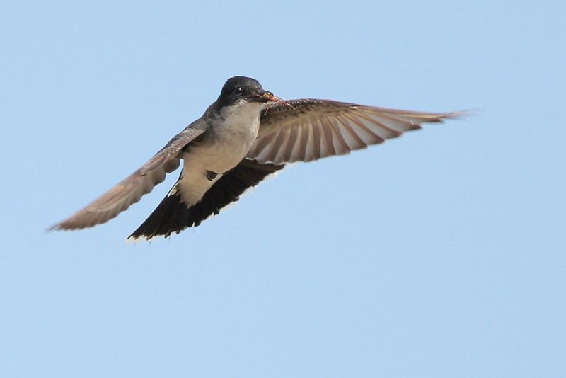 Eastern Kingbird