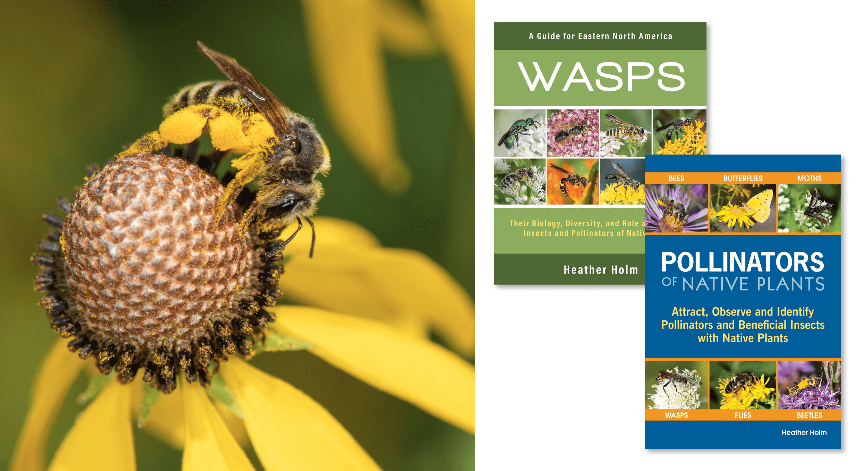 Specialist Bees with Heather Holm