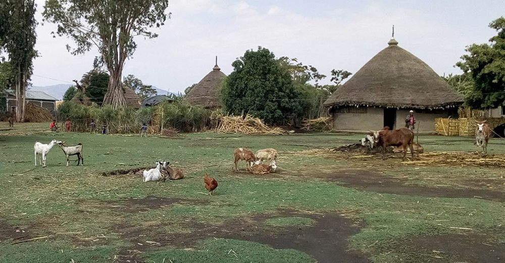 Animal stock in the village.