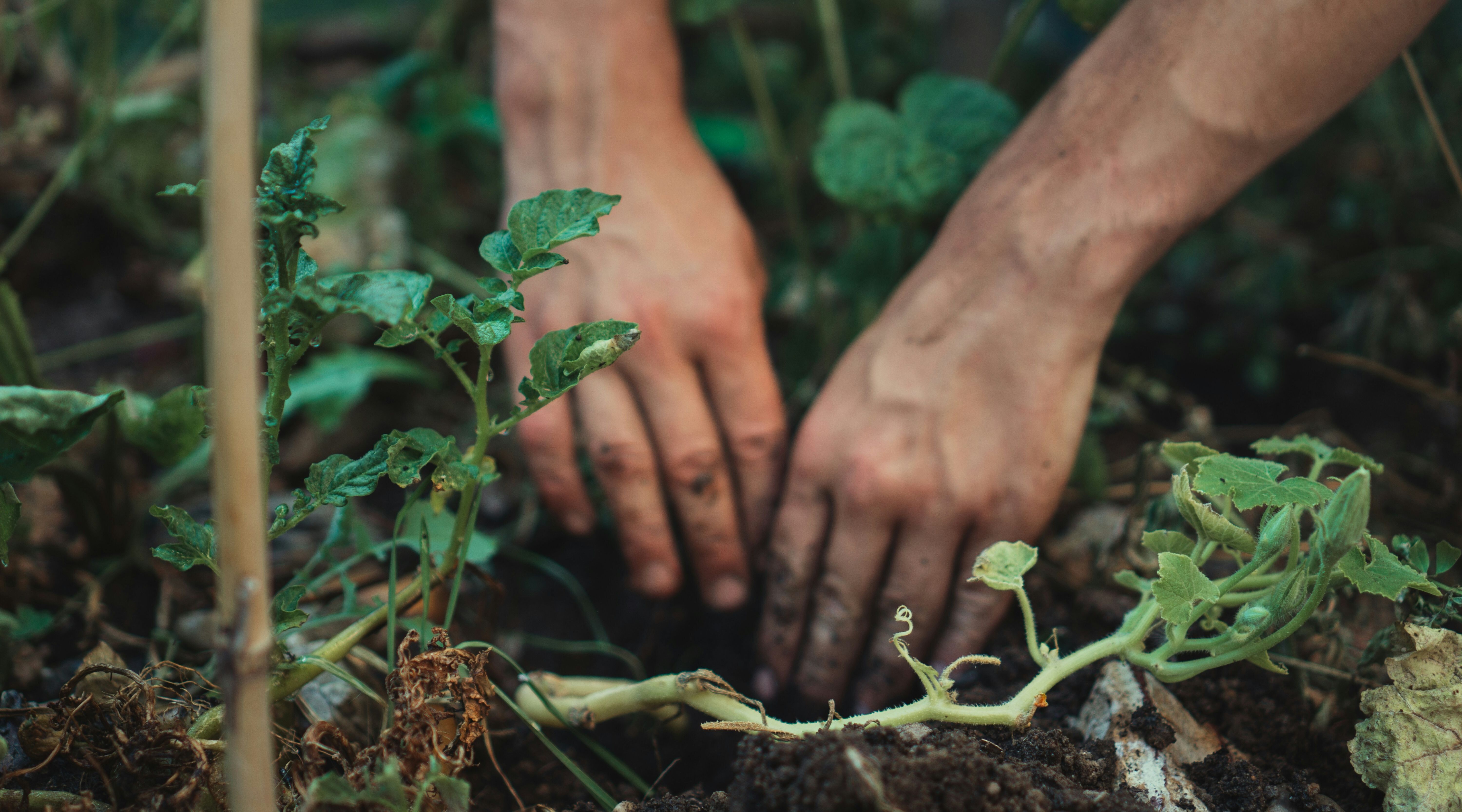 Photo of hands digging hole in lush garden