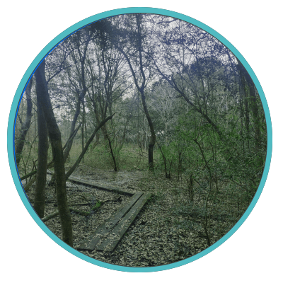 Eubanks Woods 