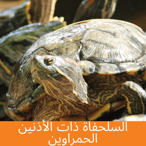 red eared slider turtle