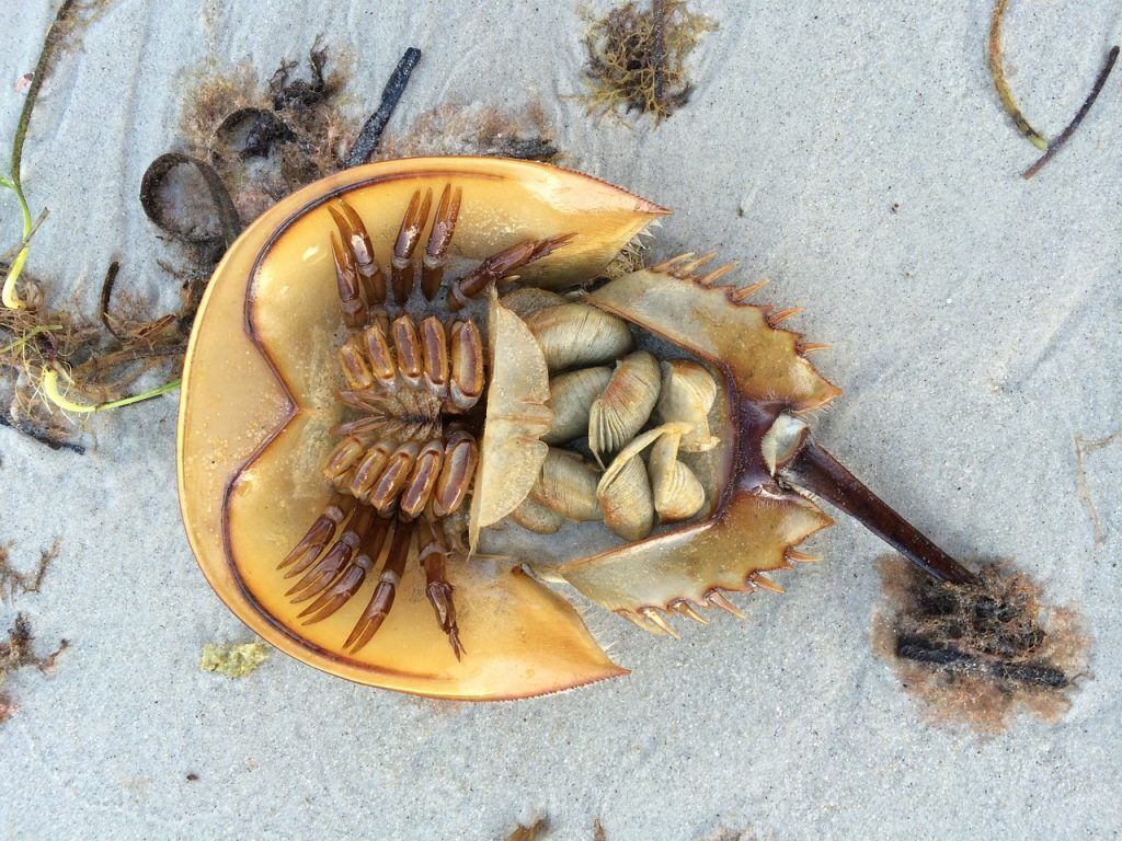 Horseshoe crab in the sand on its back