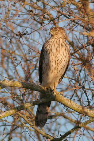 Most Common Birds of Prey in Texas