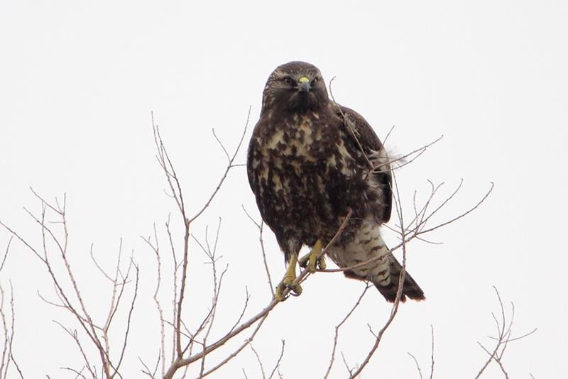 Swainson’s Hawk