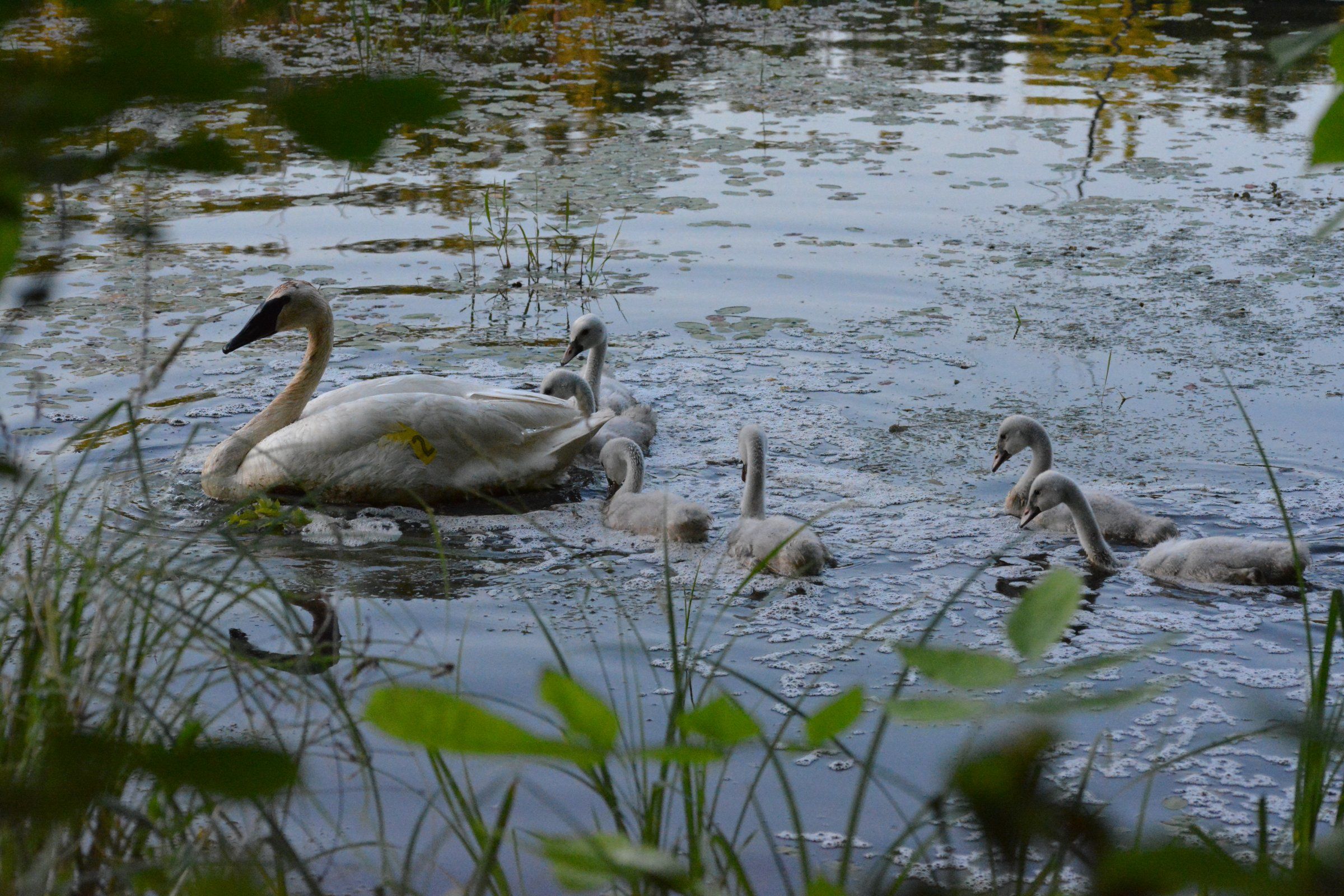 My Trumpeter Watch Swan Story from Ontario