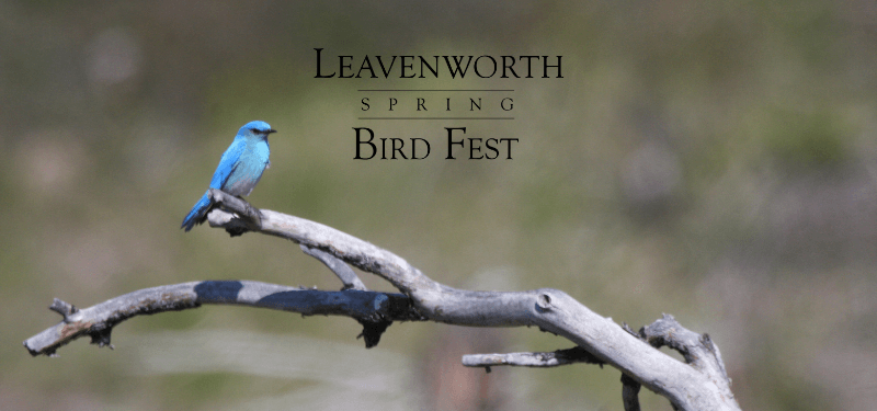 Photo Credit: Mountain Bluebird courtesy of Nancy Merrill