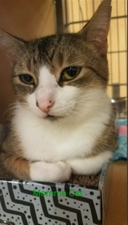 Momma Cat