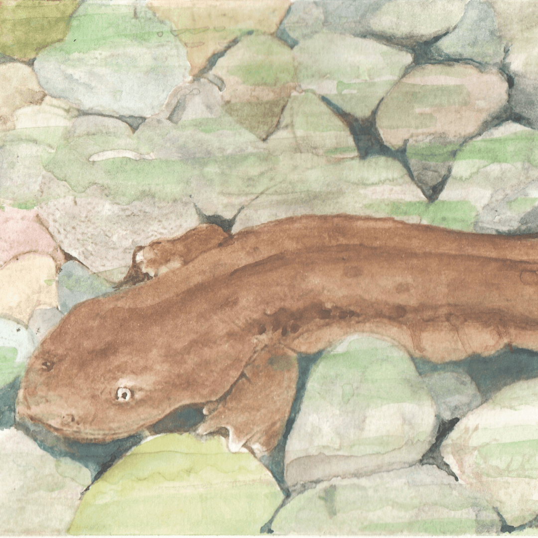 Eastern Hellbender underwater.