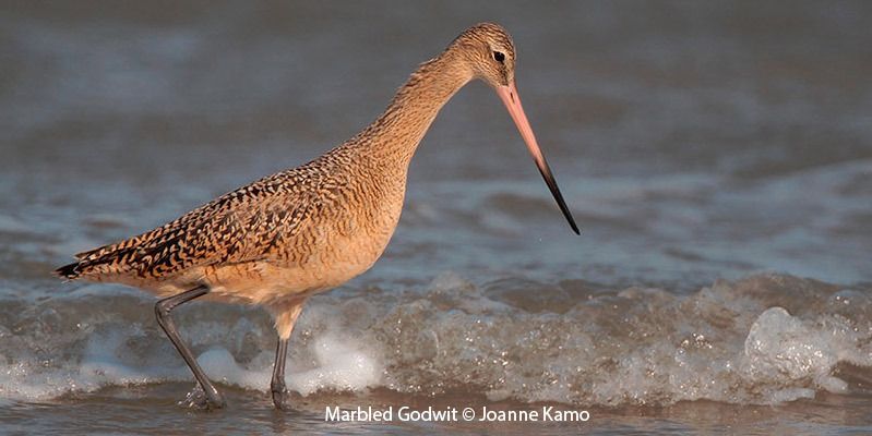 Marbled Godwit