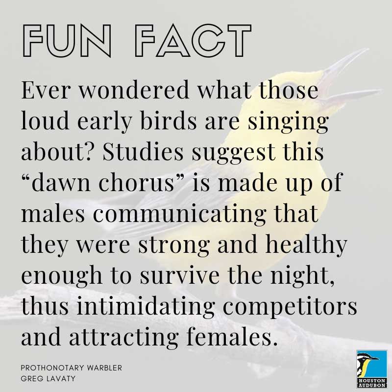 Dawn chorus fun fact
