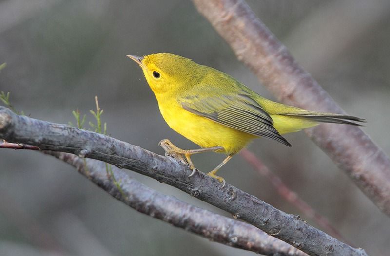 Wilson’s Warbler