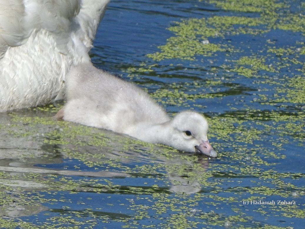 Trumpeter Swan cygnets eat mostly invertebrates and accessible aquatic plants during their first months. 