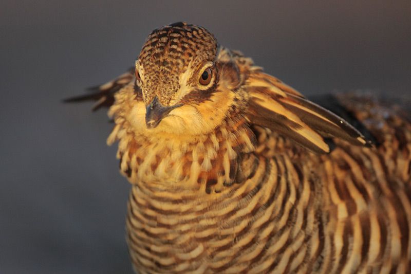 Attwater's Prairie-Chicken