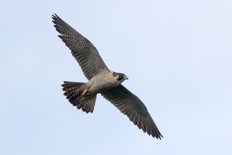 Peregrine Falcon