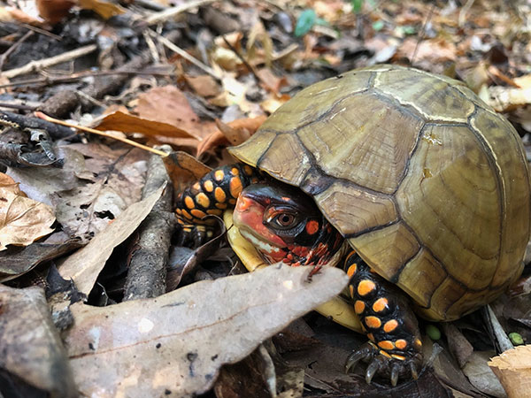 Rain Brings Out Box Turtles