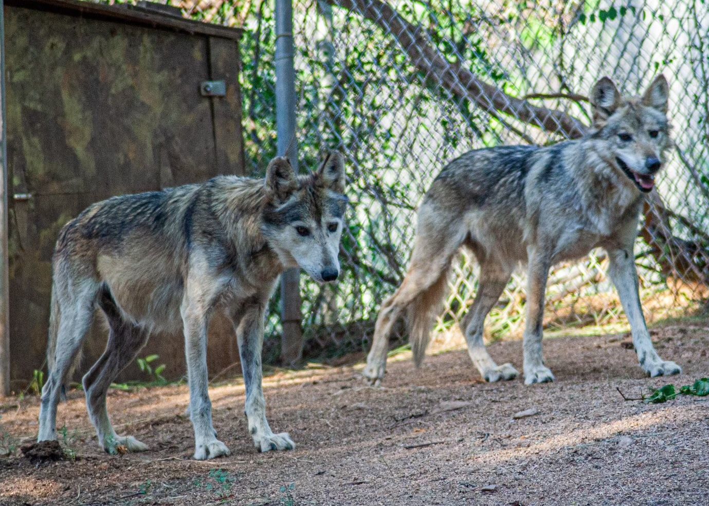 Mexican gray wolves M1228 and F1217  stand side-by-side in their enclosure, greenery in the background and desert in the foreground.