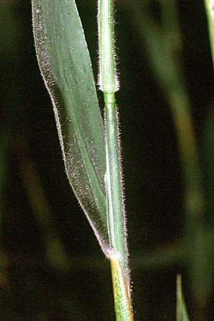 Velvet Panicgrass