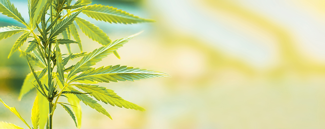 CBD oils and workplace drug testing