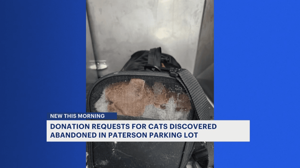 Cats left soaking wet in Paterson parking lot get second chance (News 12 New Jersey)