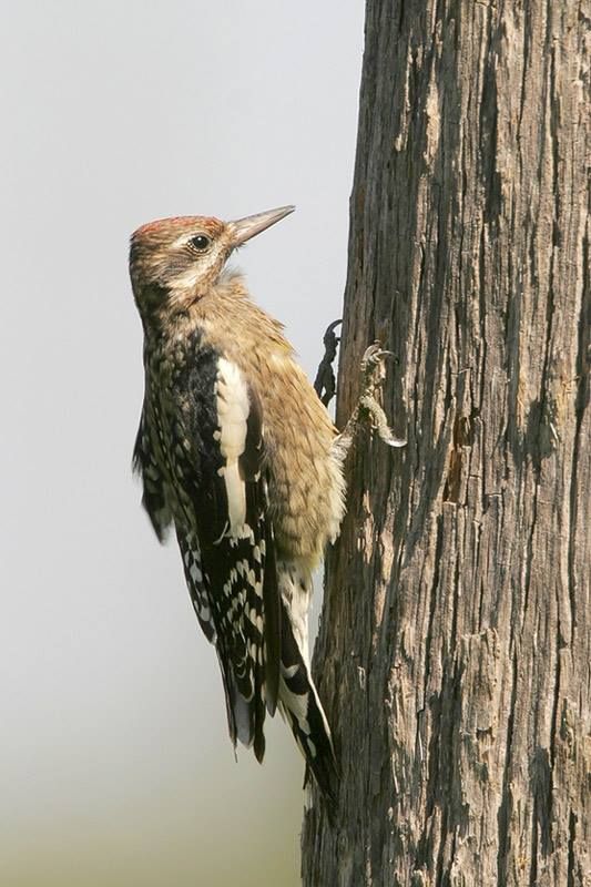 Yellow-bellied Sapsucker