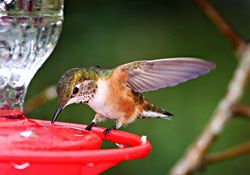 Rufous Hummingbird female