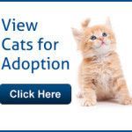 View Cats for Adoption
