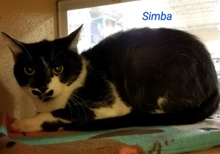 Simba 12619