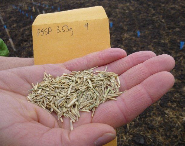 Integrating spring glyphosate application and spring seeding to establish bluebunch wheatgrass in cheatgrass-infested rangeland.