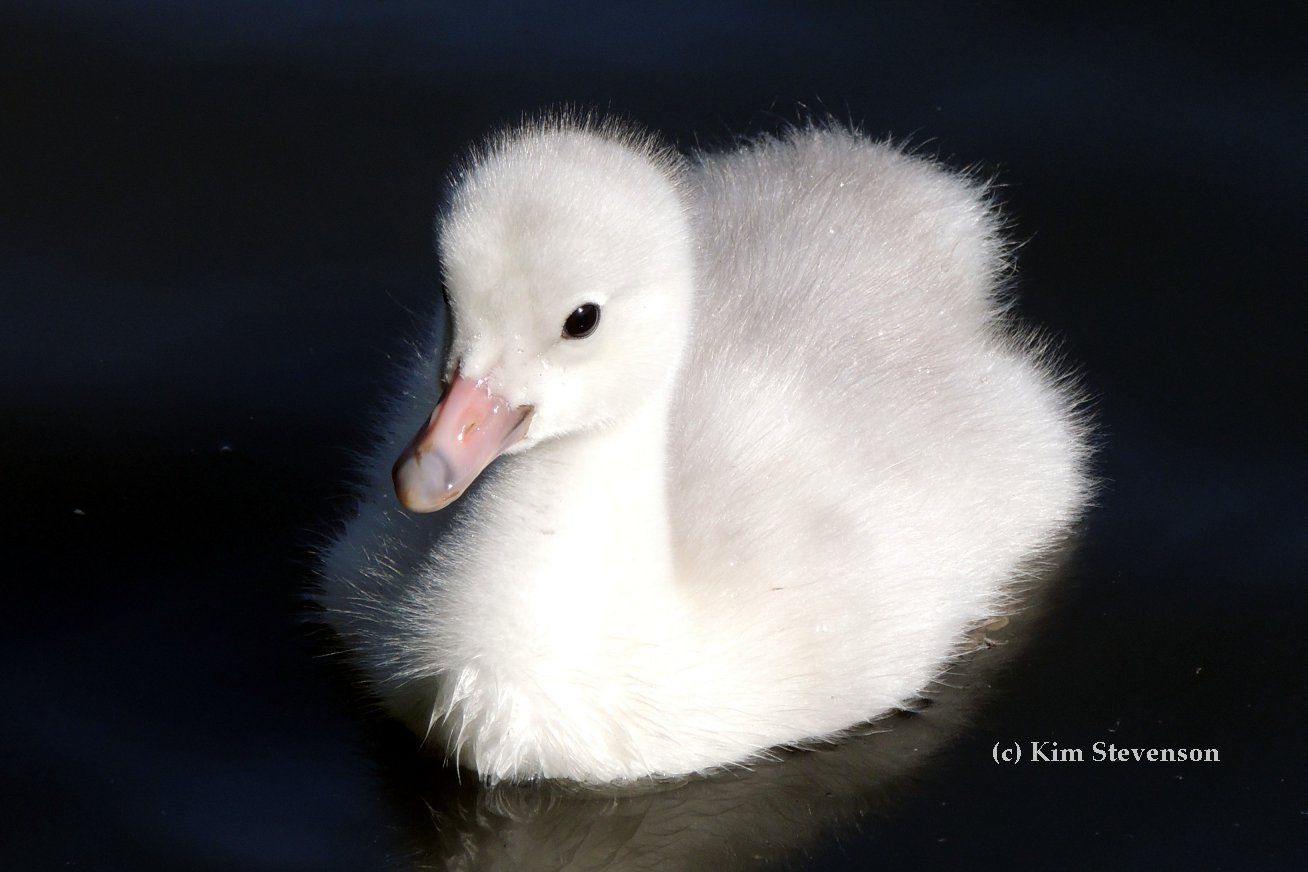 Trumpeter Swan cygnets at hatch have pink bills with black/gray tips and base