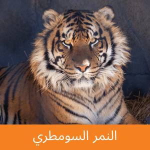 Sumatran Tiger